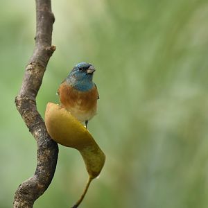 Lazuli bunting (Passerina amoena)