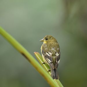 Painted bunting (Passerina ciris)