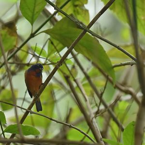 Painted bunting (Passerina ciris)