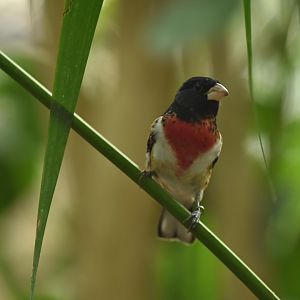 Rose-breasted grosbeak (Pheucticus ludovicianus)