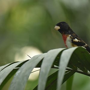 Rose-breasted grosbeak (Pheucticus ludovicianus)