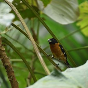 Black-headed grosbeak (Pheucticus melanocephalus)