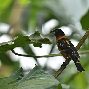 Black-headed grosbeak (Pheucticus melanocephalus)