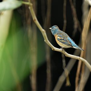 lazuli bunting (Passerina amoena)