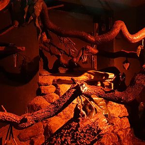 Hammerhead and Straw-coloured Fruit Bat Enclosure at Cotswold, October 31st 2020