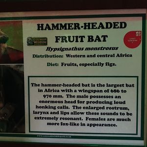Signage Example (Hammerhead Fruit Bat) at Cotswold, October 31st 2020