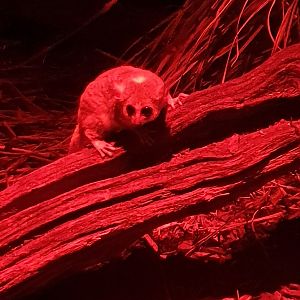 Grey Mouse Lemur at Cotswold, October 31st 2020