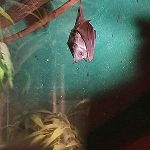 Hammerhead Fruit Bat at Cotswold, October 31st 2020