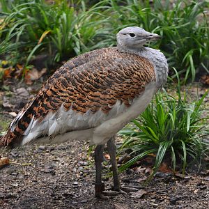 Great Bustard at Cotswold, October 31st 2020