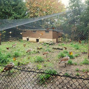 Great Bustard Enclosure at Cotswold, October 31st 2020