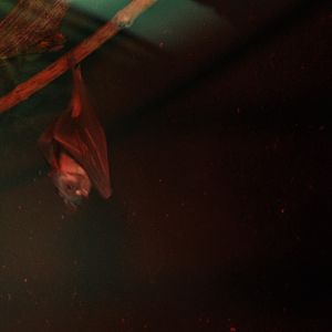 Hammerhead Fruit Bat at Cotswold, October 31st 2020