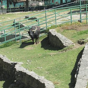 water buffalo