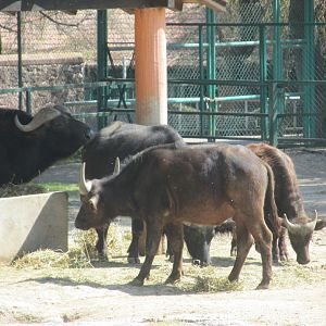 CAPE BUFFALO