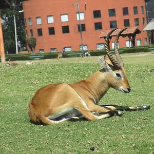 LEWCHE ANTELOPE