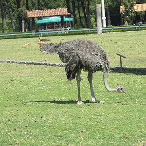 OSTRICH