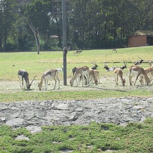 BLACKBUCK ANTELOPE