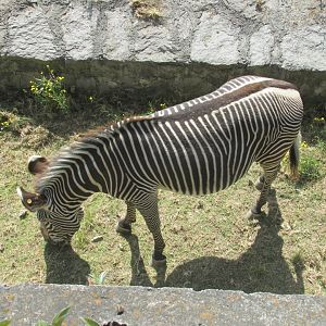 GREVY´S ZEBRA
