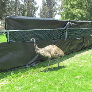 EMU