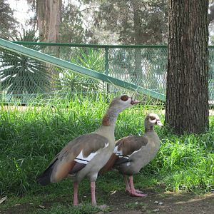 EGYPTIAN GEESE