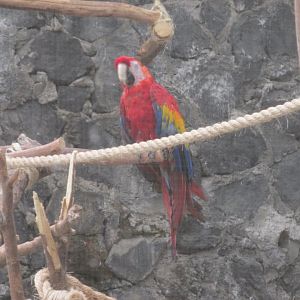 SCARLET MACAW