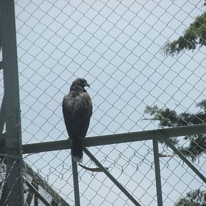 MEXICAN GOLDEN EAGLE