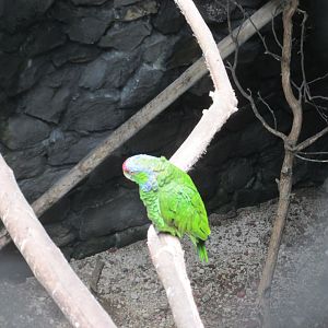RED LORED AMAZON PARROT
