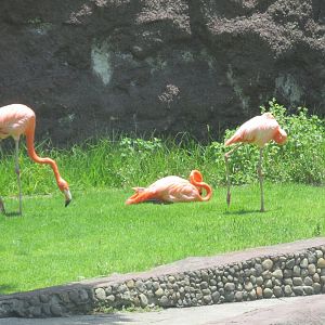 CARIBBEAN FLAMINGOS