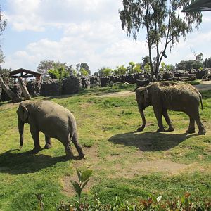 ASIAN ELEPHANTS BIREKI AND TAMY