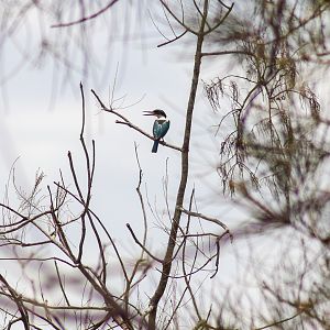 Torresian Kingfisher (Todiramphus sordidus)