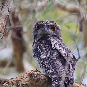 Tawny Frogmouth (Podargus strigoides)