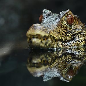 Cuvier's dwarf caiman (Paleosuchus palpebrosus)