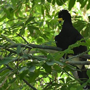 Daubenton's currasow (Crax daubentoni)