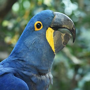 Hyacinth macaw (Anodorhynchus hyacinthinus)