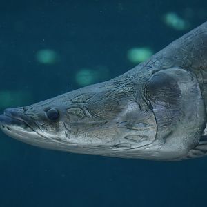 Arapaima gigas