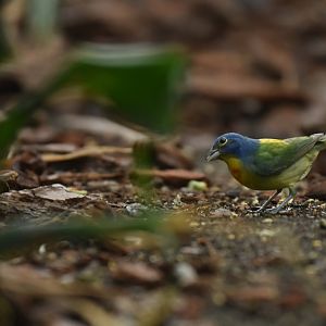 Painted bunting (Passerina ciris)