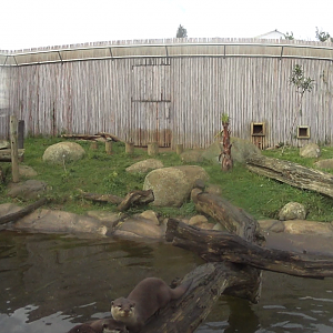 Asian Small-Clawed Otter Exhibit August 2020