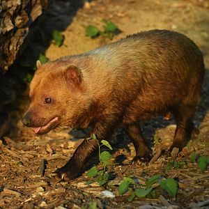 Bush dog (Speothos venaticus)