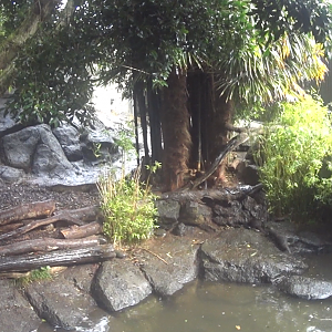 Asian Small-Clawed Otter Enclosure August 2020