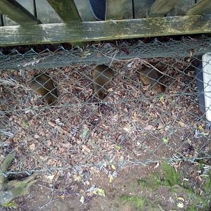 3 Red-Rumped Agoutis in a row