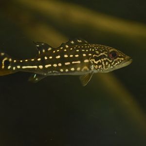Cichla orinocensis