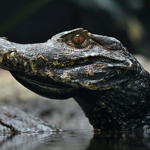 Cuvier's dwarf caiman (Paleosuchus palpebrosus)