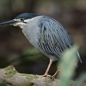Green-backed heron (Butorides striata)