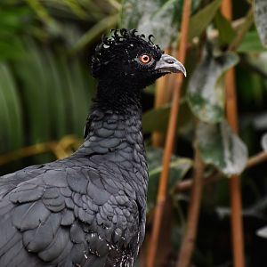 Daubenton's currassow (Crax daubentoni)
