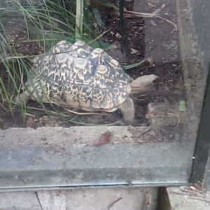 Leopard Tortoise 2020