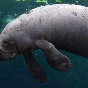 Antillean Manatee (Trichechus manatus)