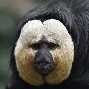 White-faced saki (Pithecia pithecia)