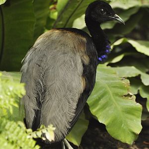 Trumpeter (Psophia crepitans)