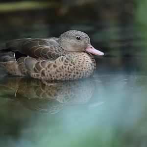 Bernier teal (Anas bernieri)