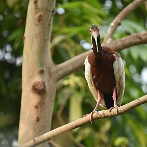 Malagasy crested ibis (Lophotibis cristata)