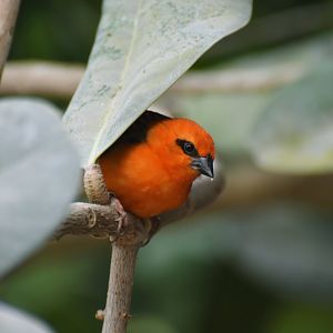 Red fody (Foudia madagascariensis)